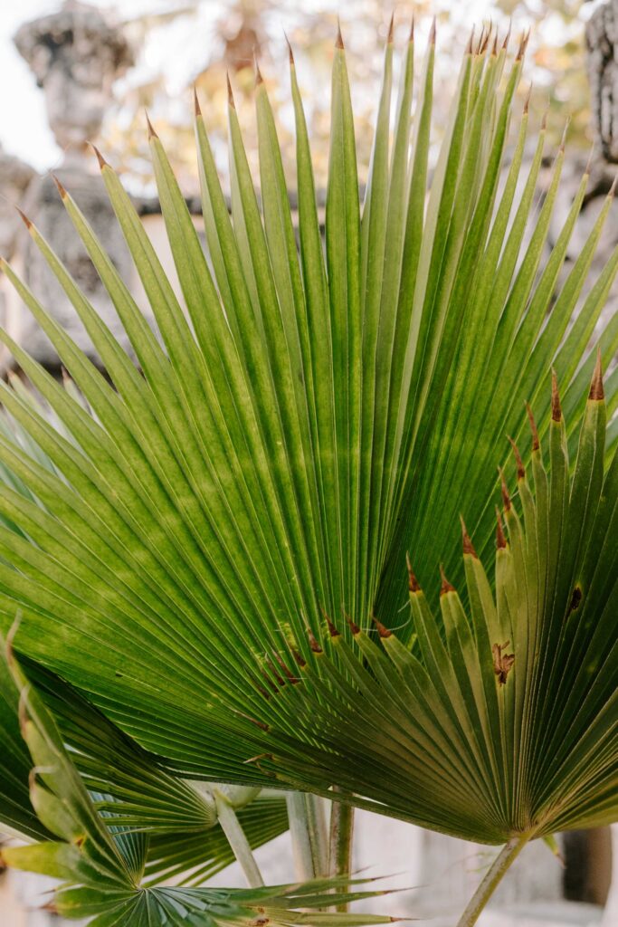Palm at Vizcaya